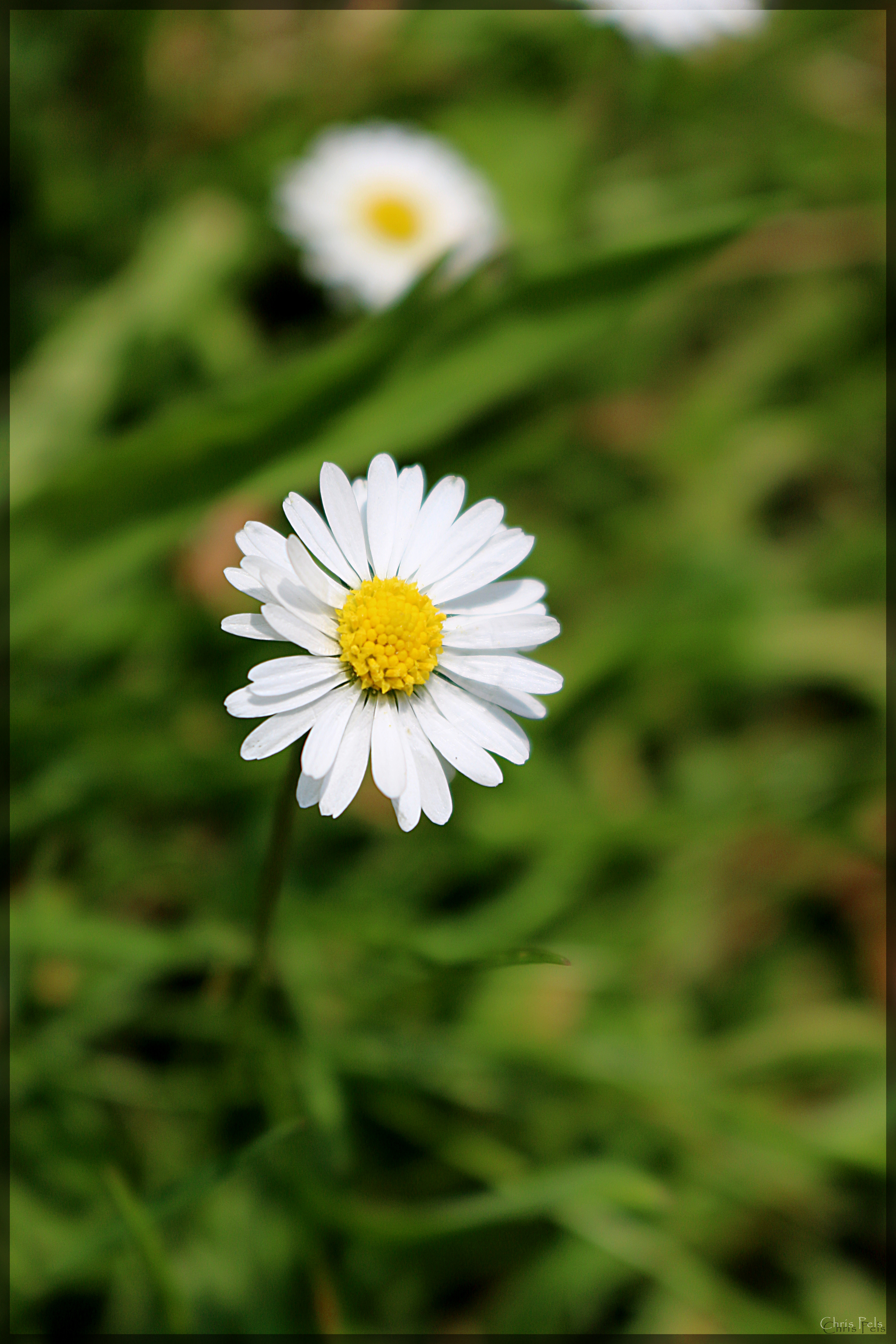 English daisy.jpg