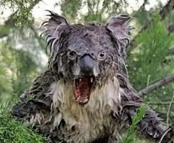 Beware the drop bear! Australia's most feared animal. — Steemit