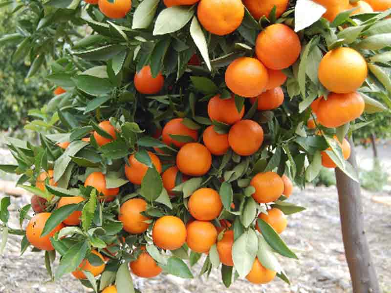 Orange Tree.jpg