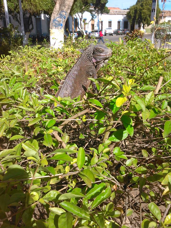 iguana stee.jpg