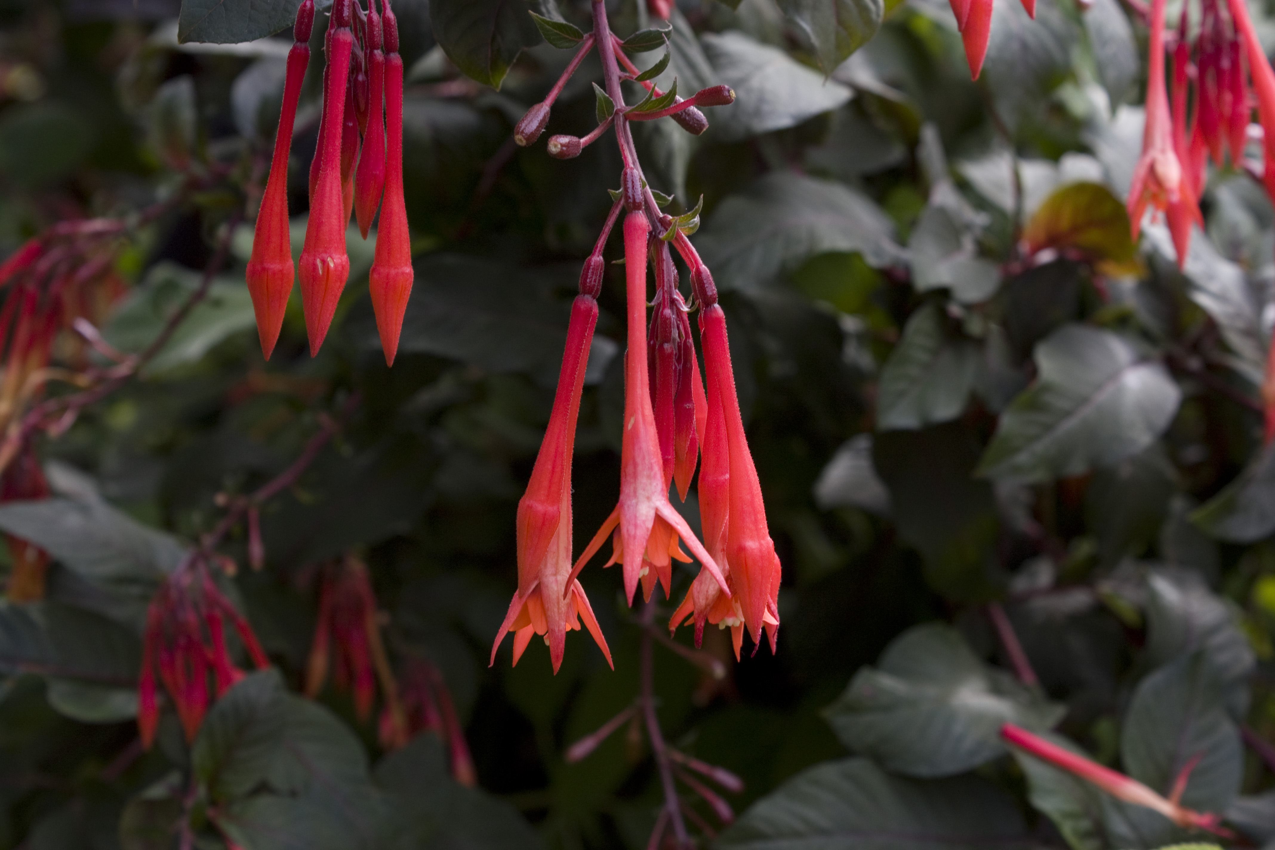 Hanging Red Flowers.jpg