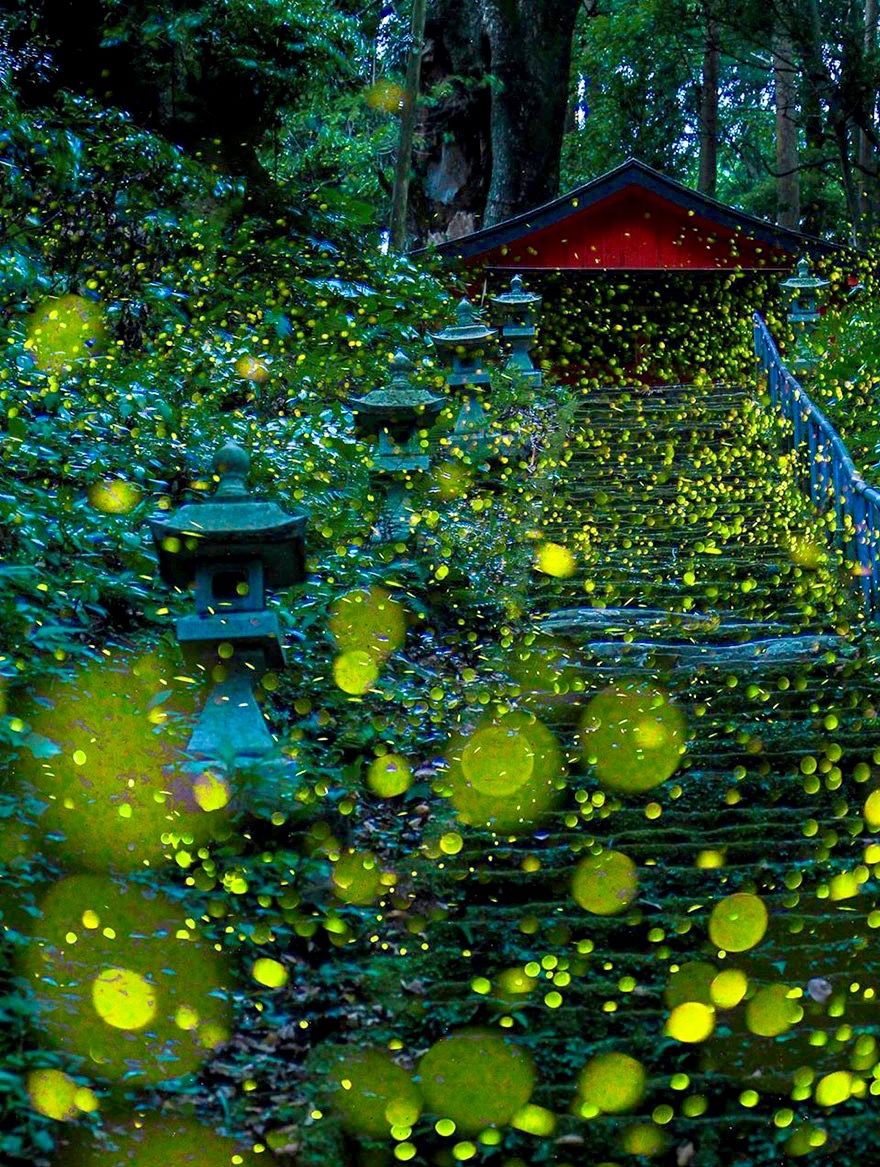 fireflies-long-exposure-photography-2016-japan-4a-hiroyuki-shinohara.jpg