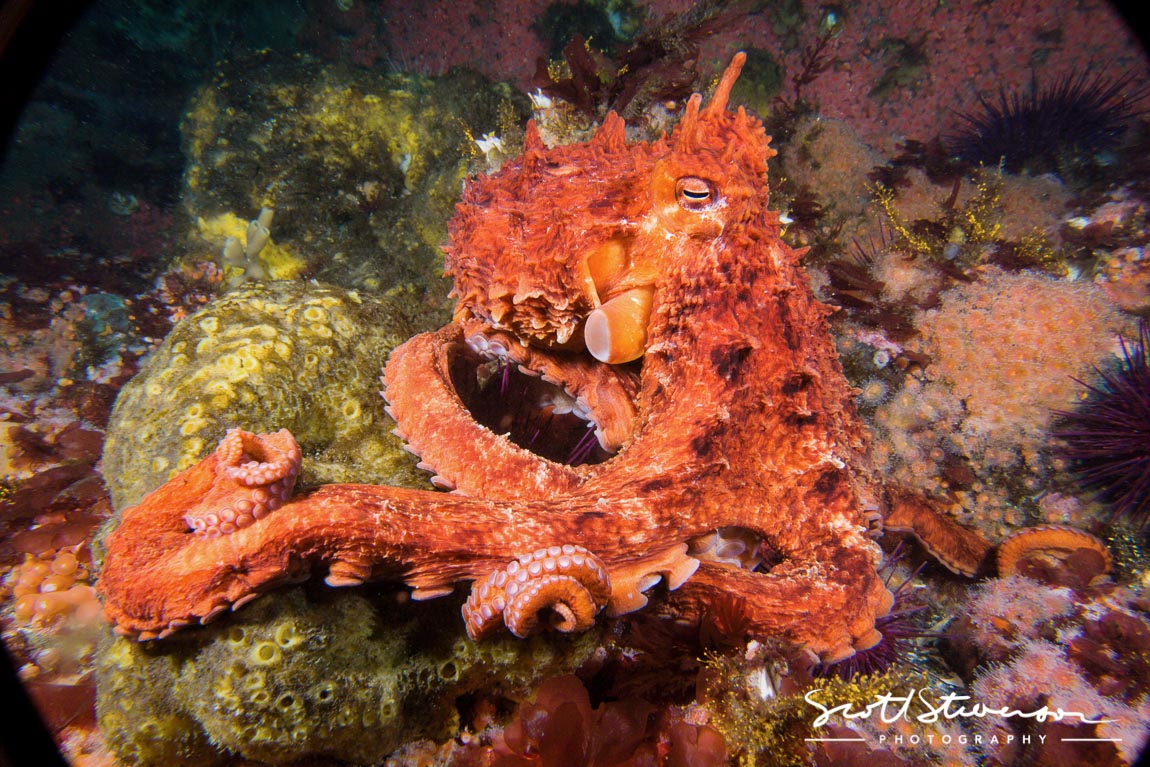 Giant Pacific Octopus-10.jpg