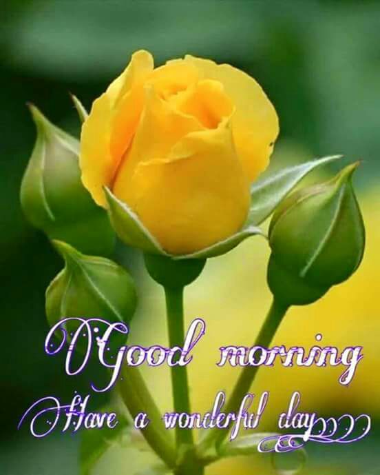 Yellow Rose Flower Good Morning Images Best Flower Site