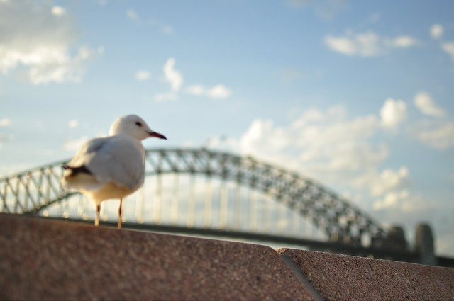 Australia.jpg