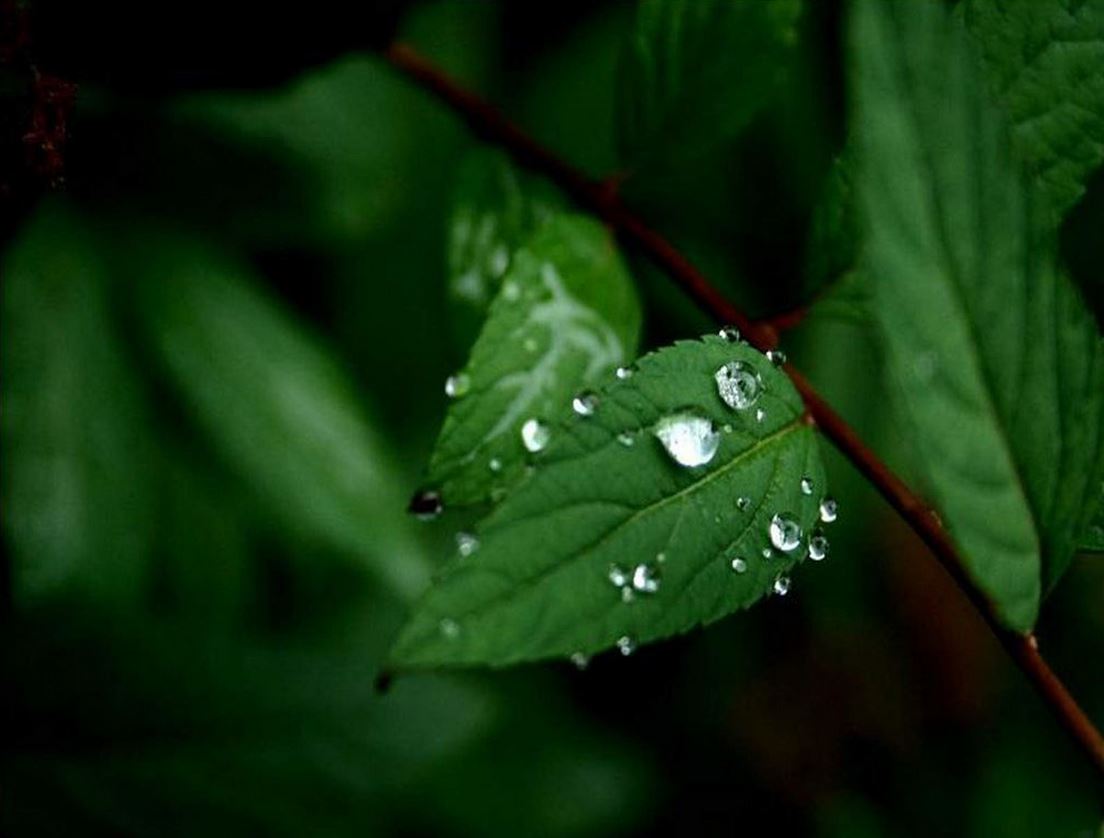 Dew on leaf.JPG