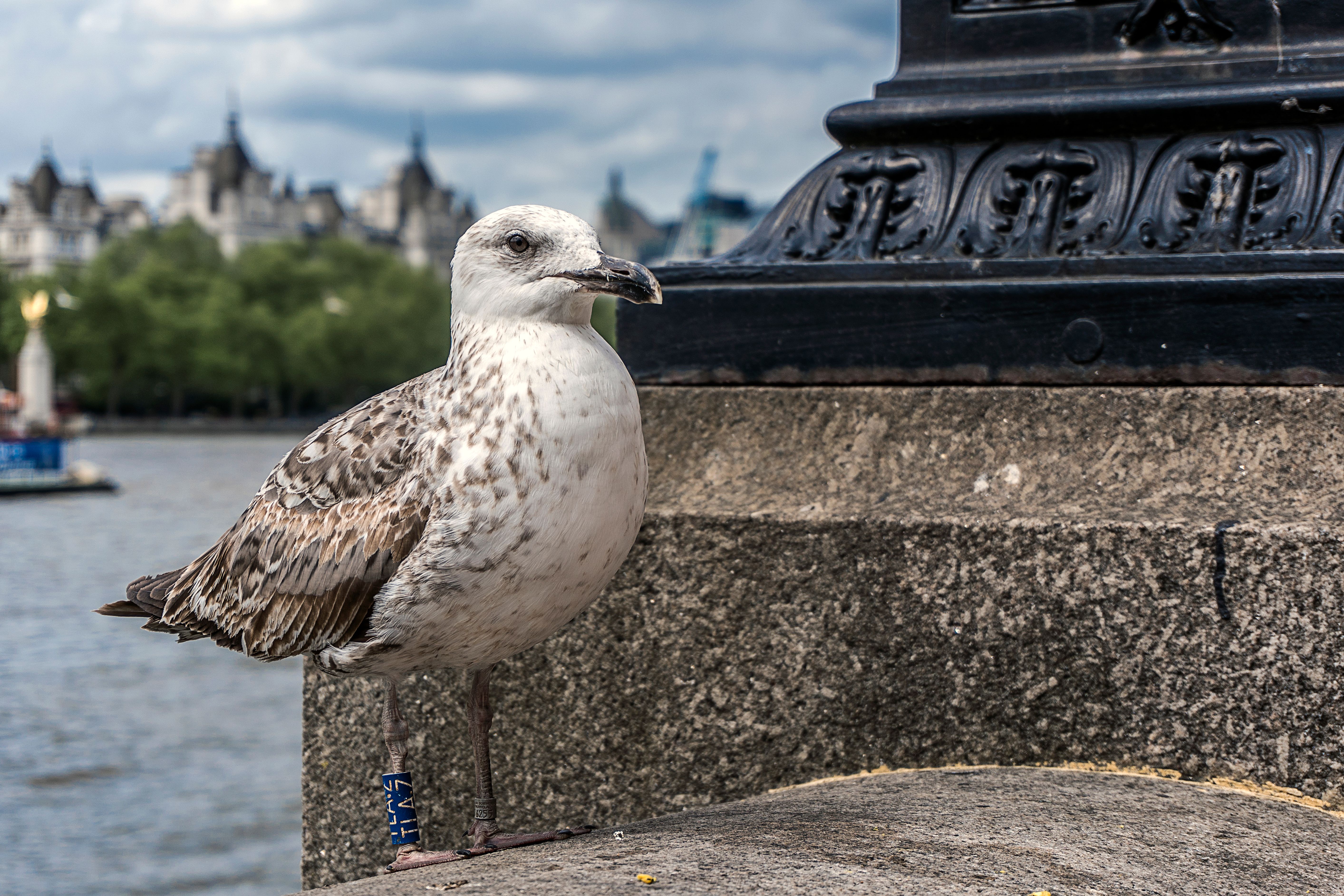 London_113.jpg
