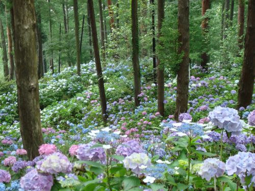 Jardín de Hortensias.jpg