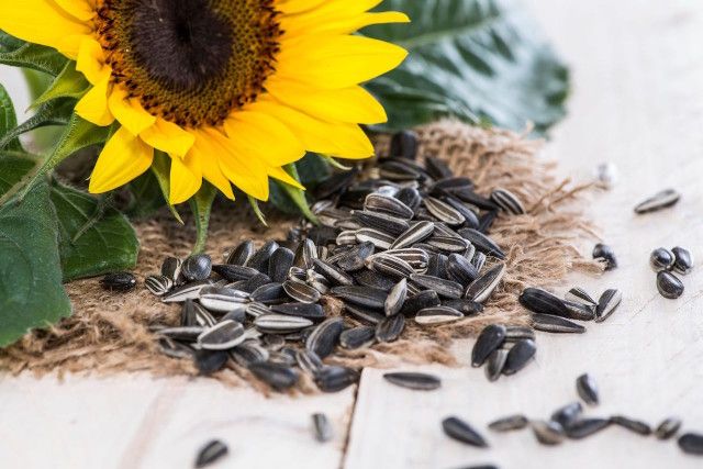 benefits-of-sunflower-seeds_1.jpg