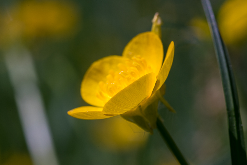 14-05-2018-buttercup-04830.jpg