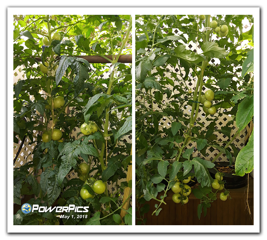 Garden-Update-05012018-03-PowerPics.png