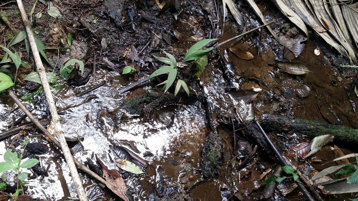 33 - water source found shallow stream deep in the nature reserve mountain.jpg