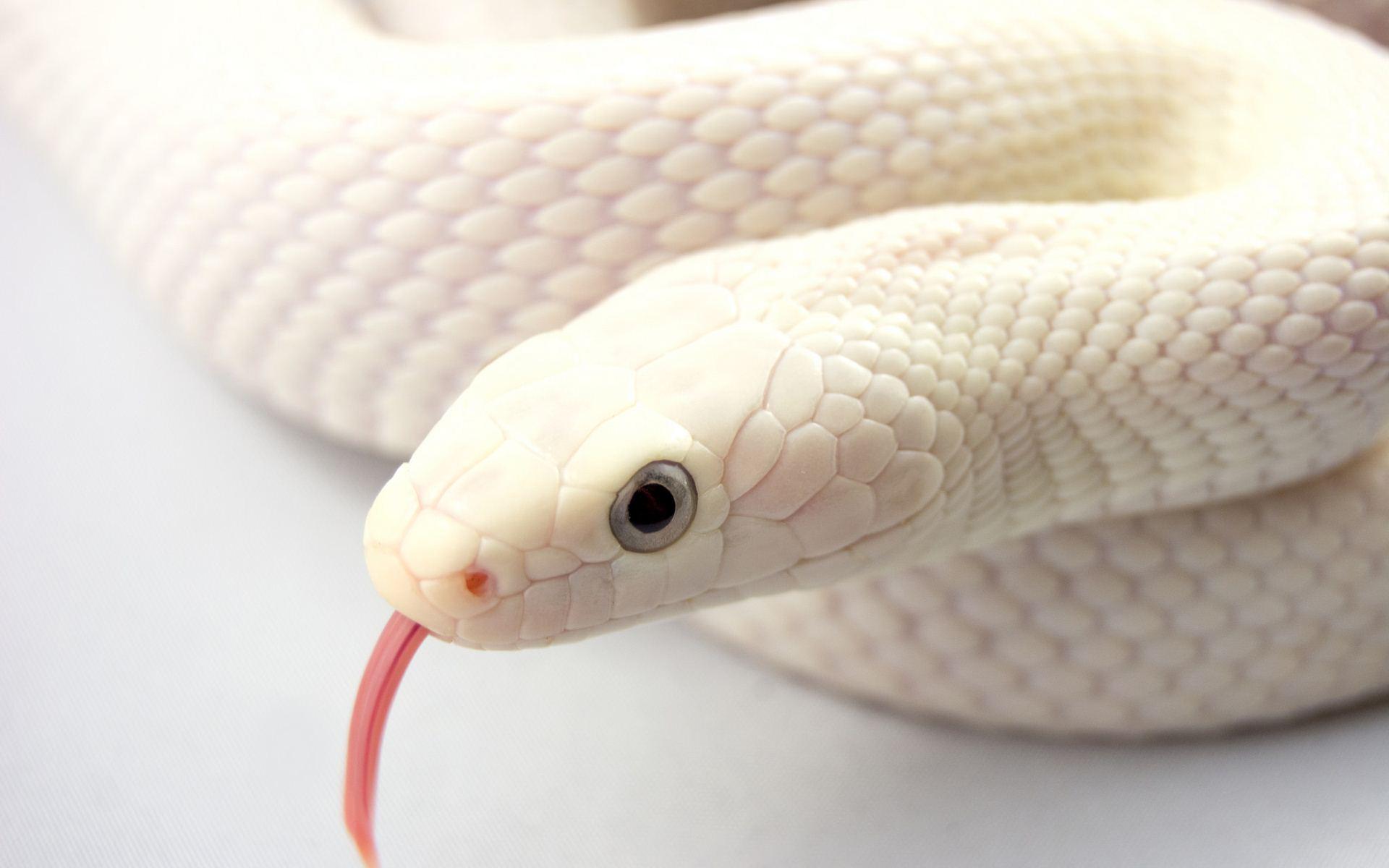 Dailycelestialchallenge-tuesday-animal kingdom-The white snake — Steemit