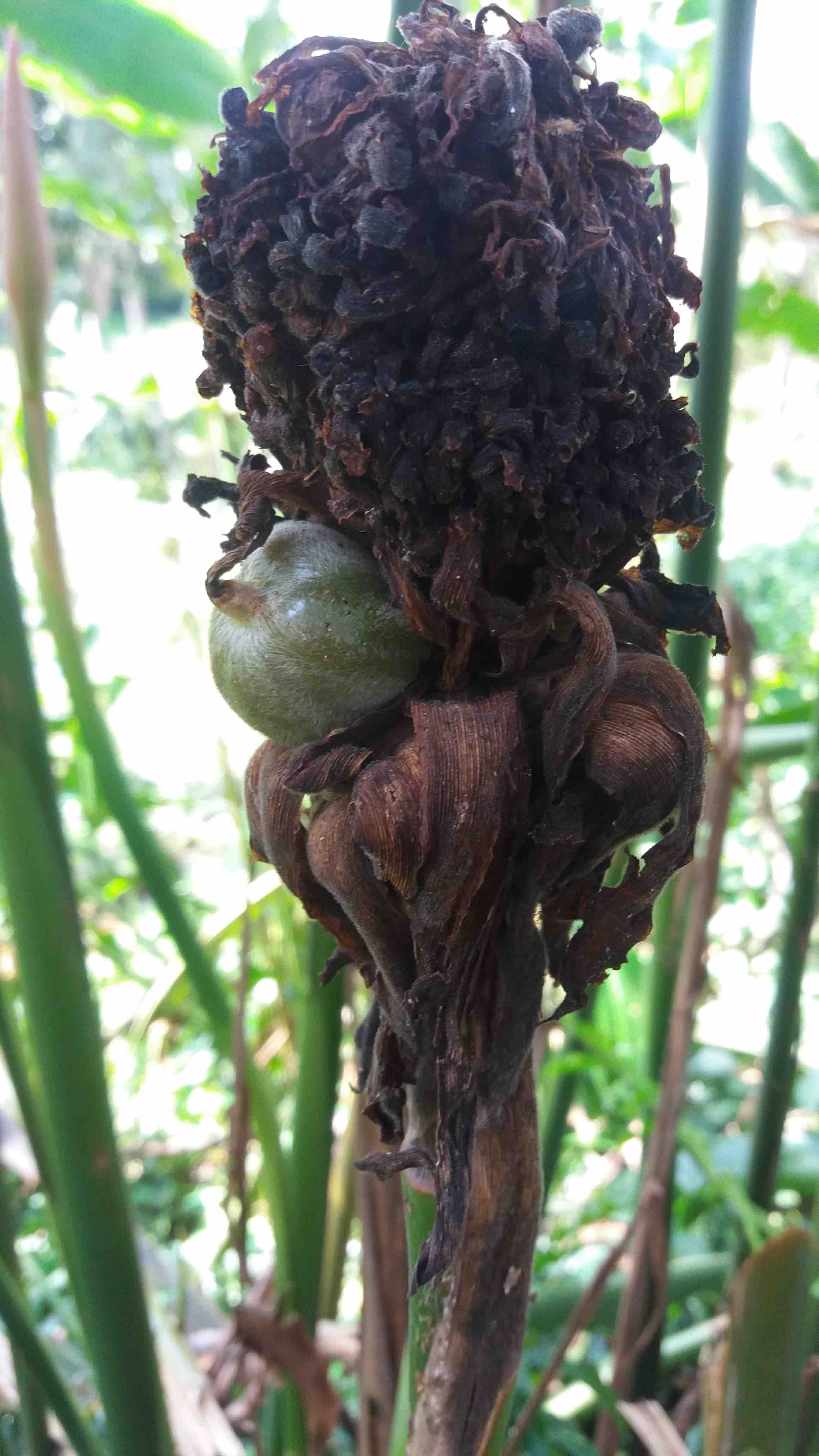 torch ginger fruit.jpg