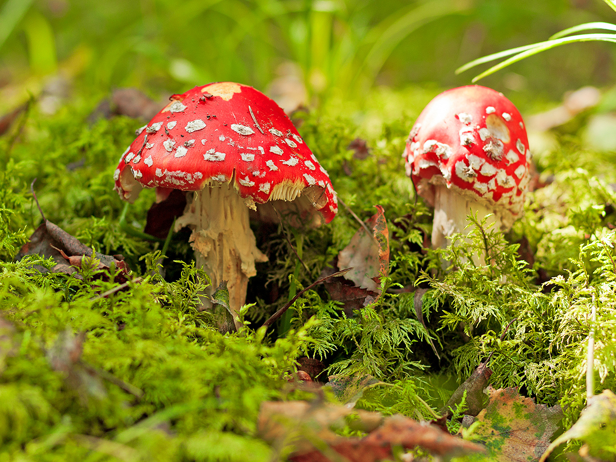 Magic-mushrooms-explain-Santa.jpg