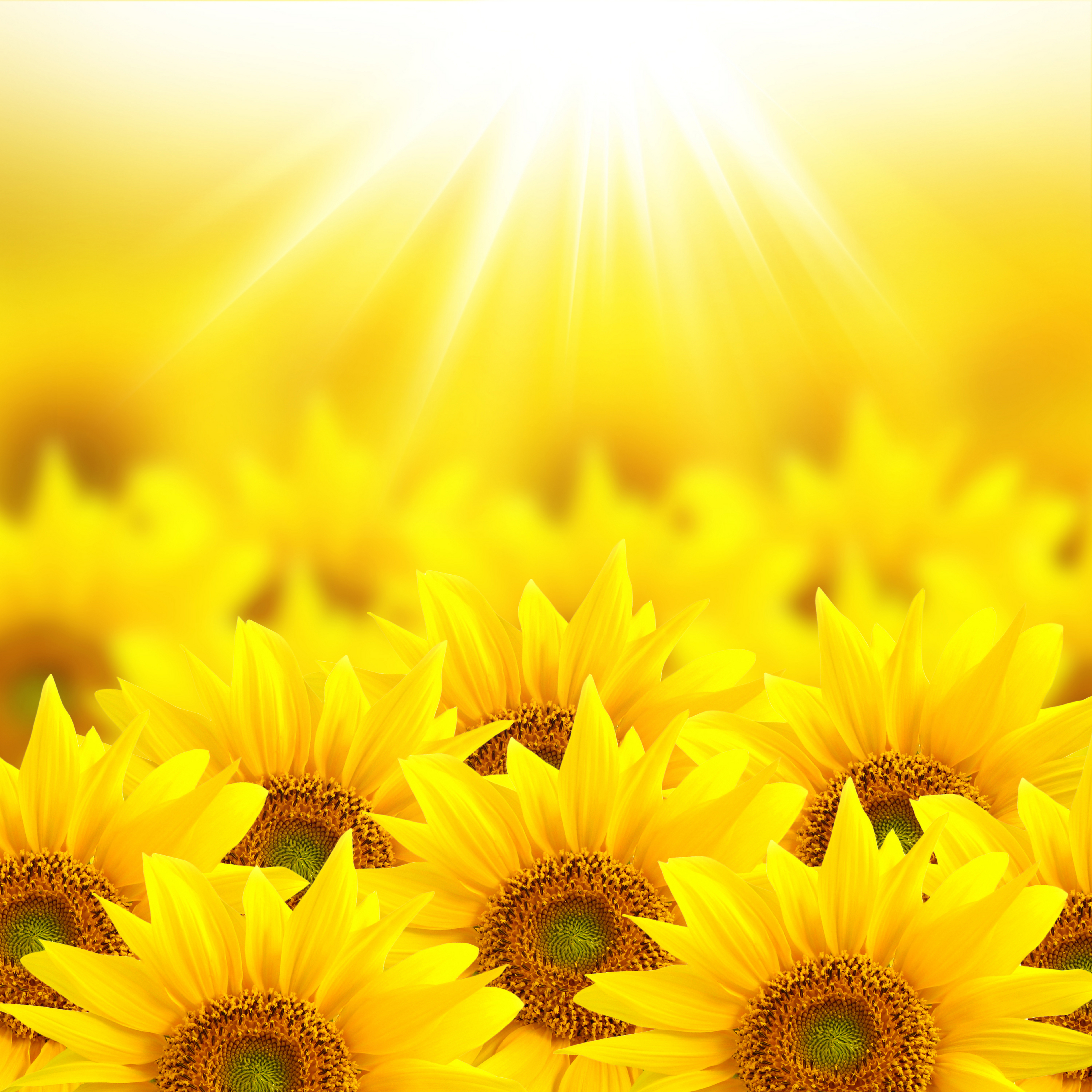 Sunflower background 04.jpg