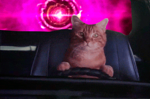 cat driving.gif
