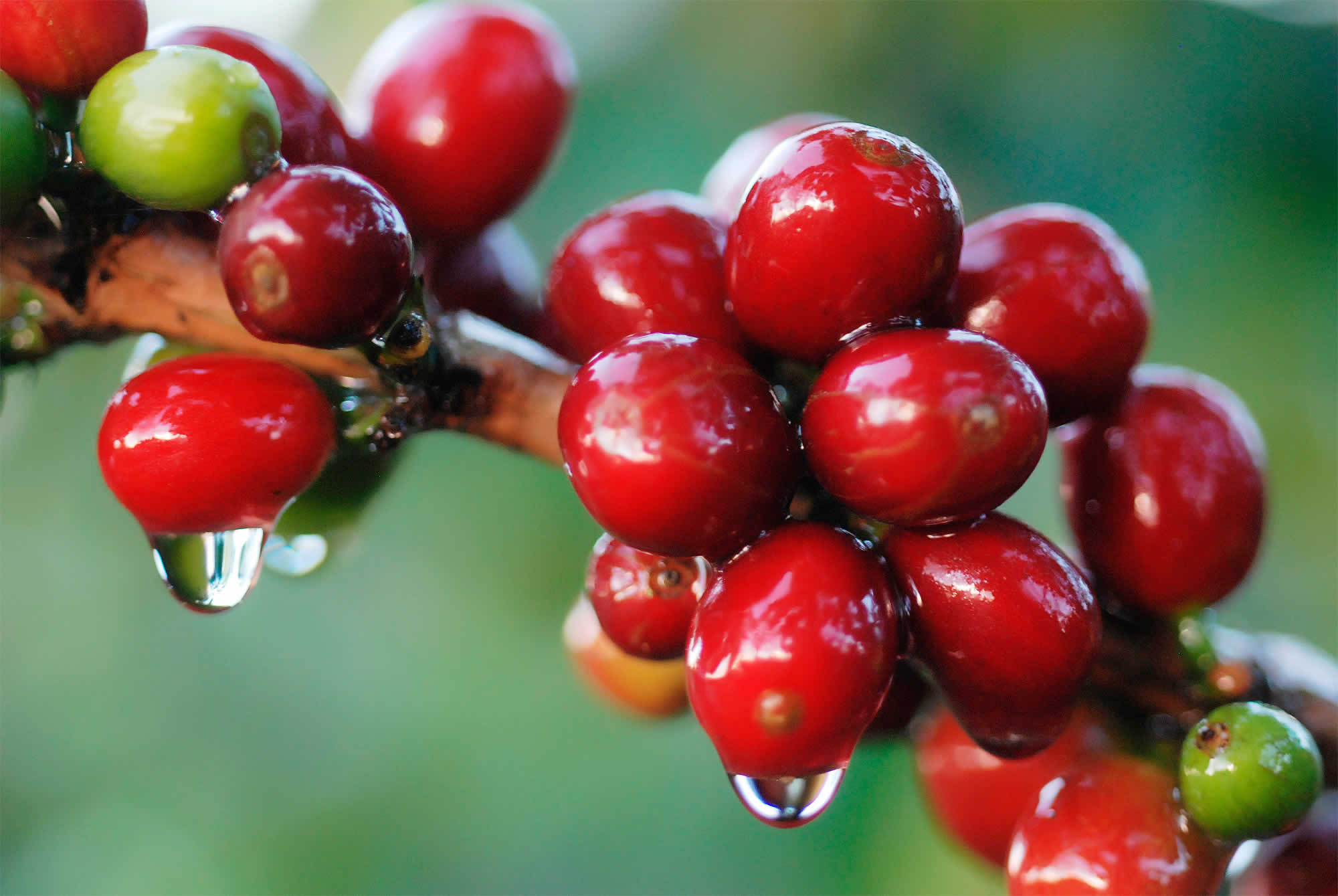 Кофе это фрукт. Кофейная ягода. Спелые кофейные ягоды. Ягоды кофейного дерева. Плоды кофейного дерева.