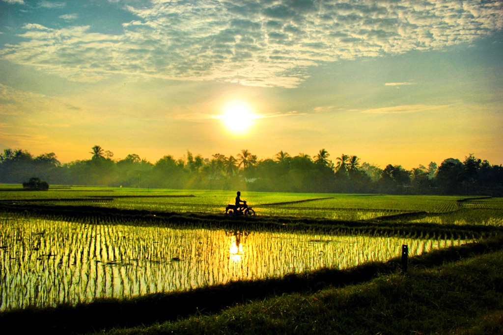 ucapan selamat pagi, sawah pagi.jpg