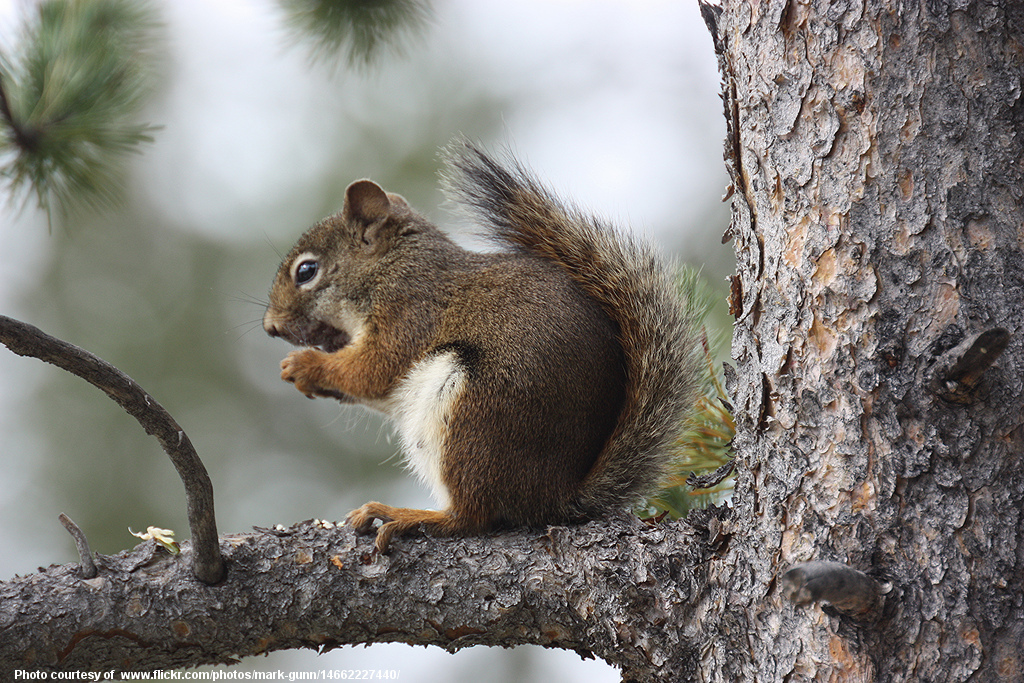 SquirrelOnBranch-001-032217.jpg