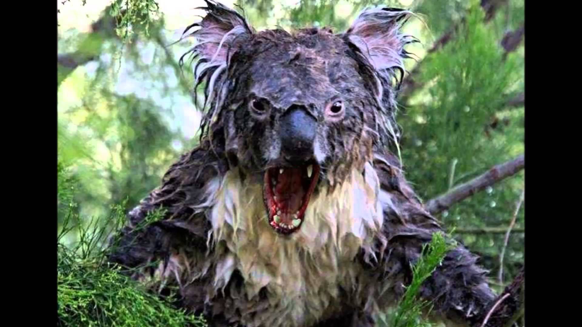 drop bear.jpg