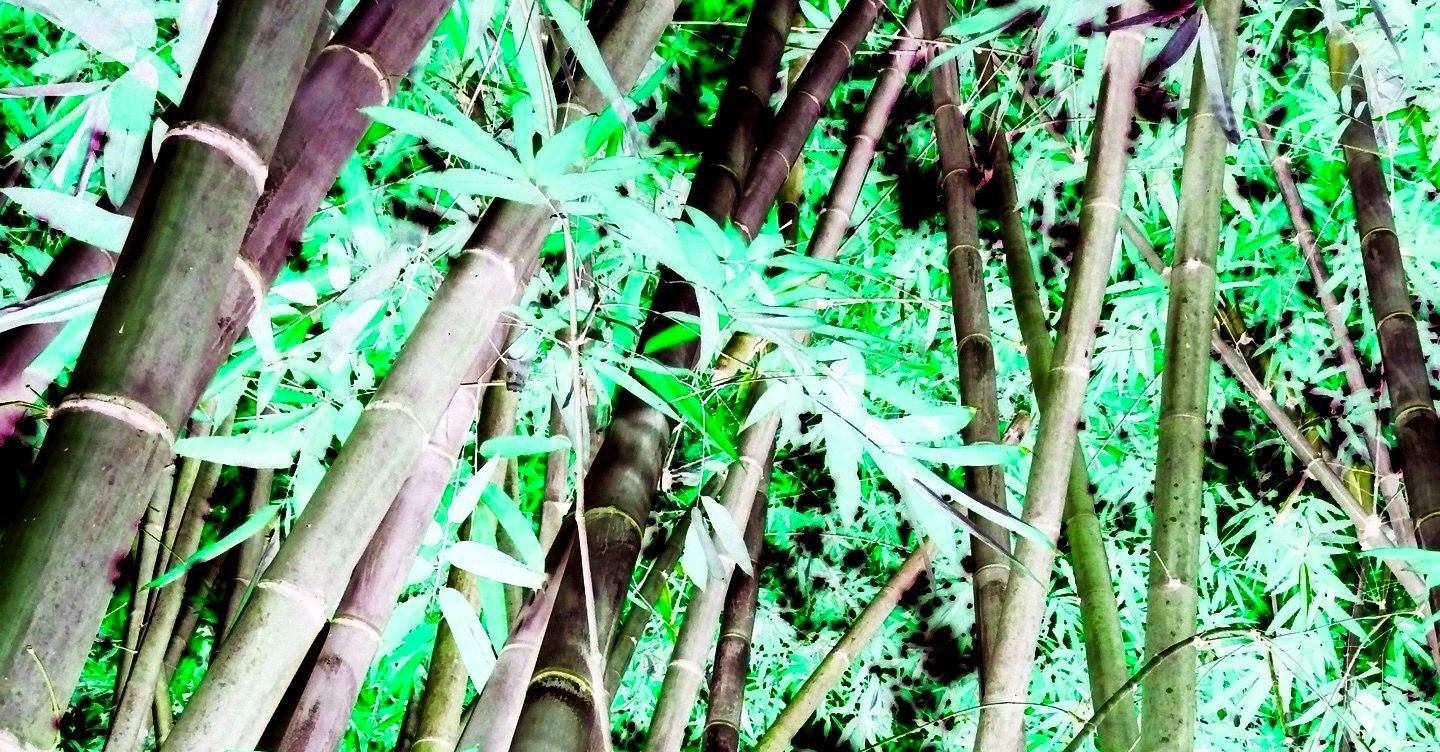 bamboo-trivandrum-zoo-negative (1).jpg