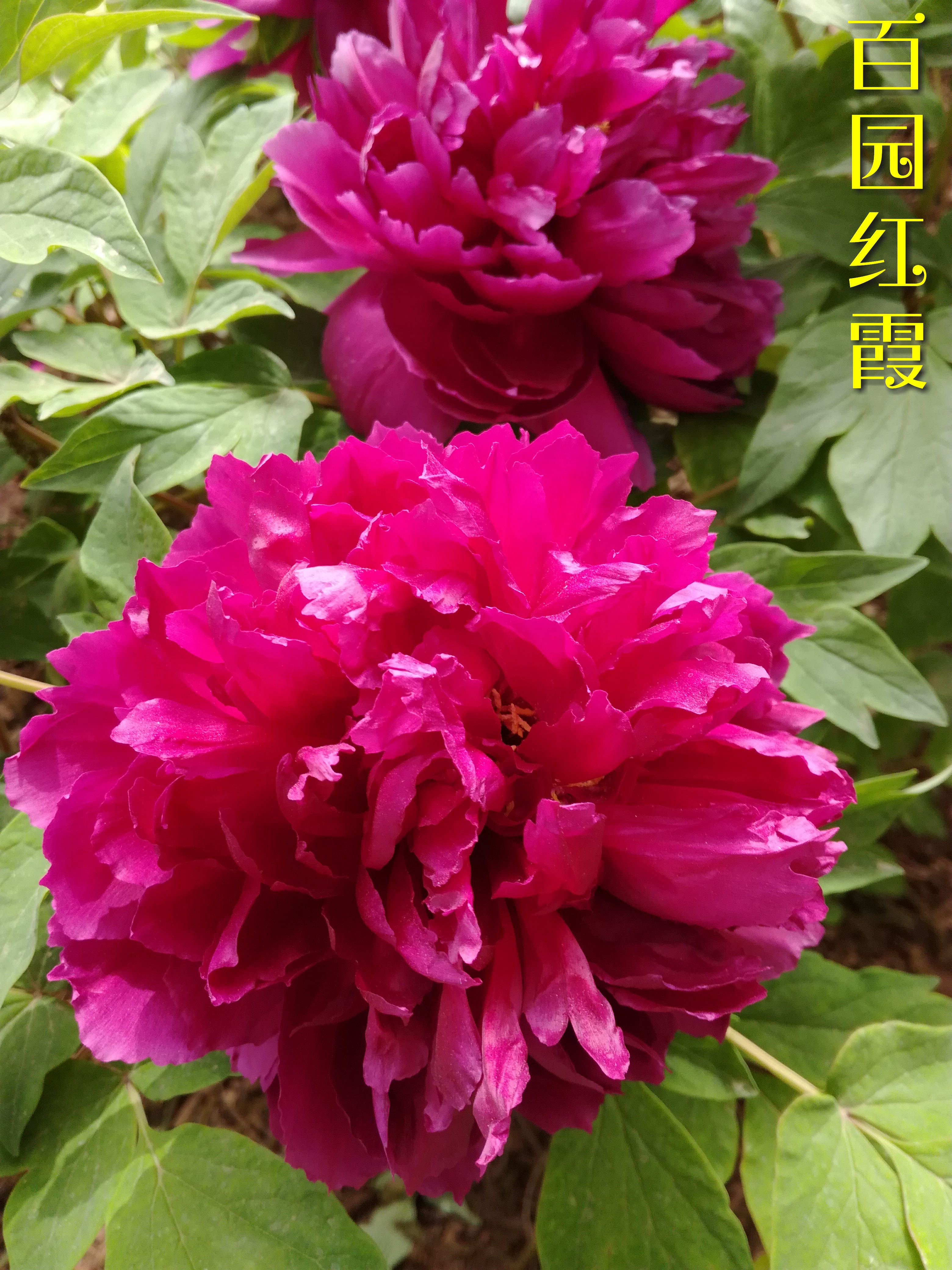 微信图片_20180413161126.jpg