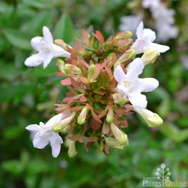 abelia-dwarf.jpg