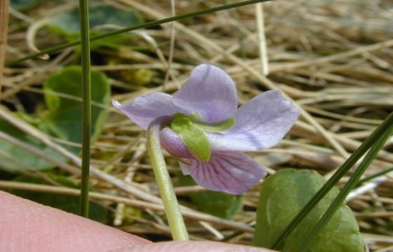 Viola Rupestris 1.jpg