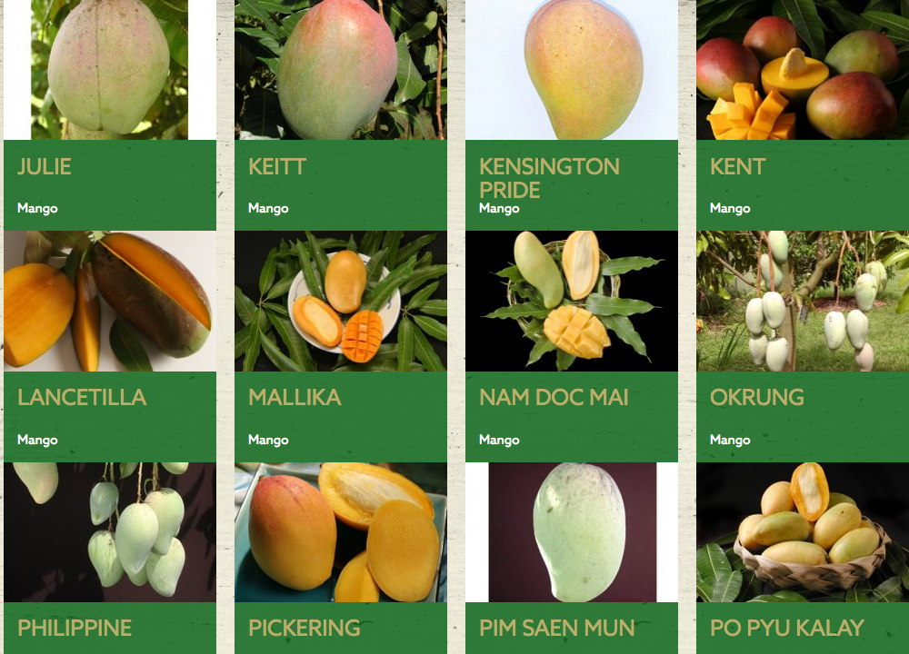 Mango Varieties.png