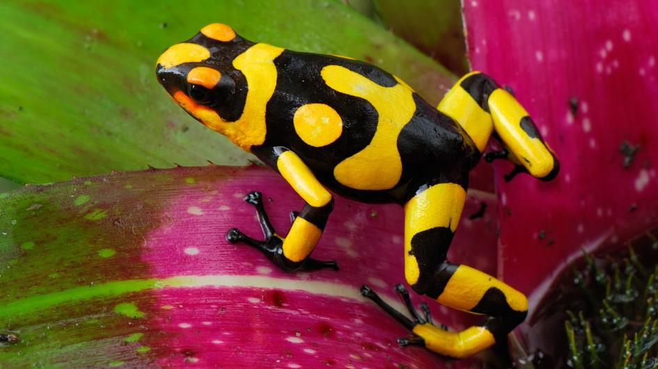 ww-frogs-harlequin-poison-dart.adapt.945.1.jpg