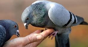 Burung Merpati Pos Steemit