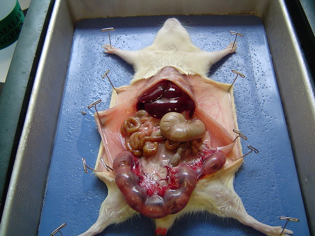 ratdissection