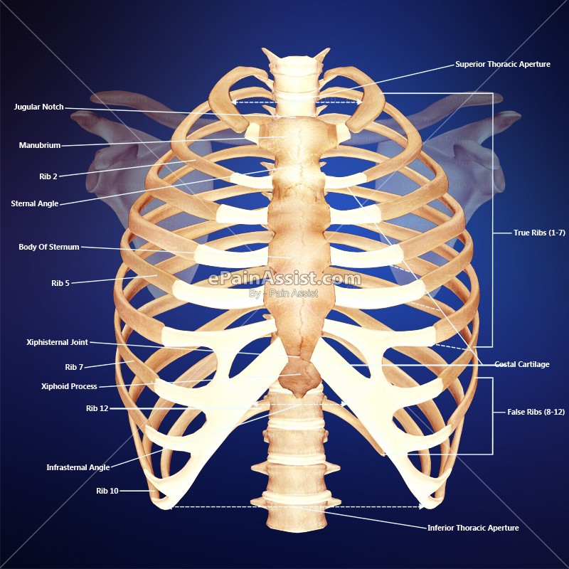The Thoracic Cage — Steemit