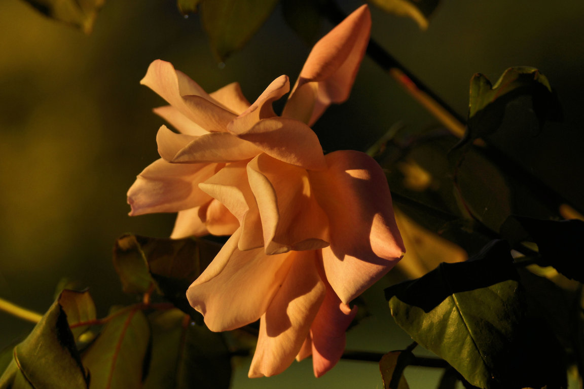 6105522222_017f19263e_o (FILEminimizer).jpg