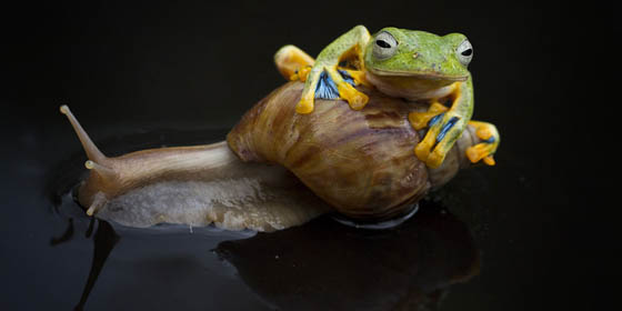 katak-dan-siput.jpg