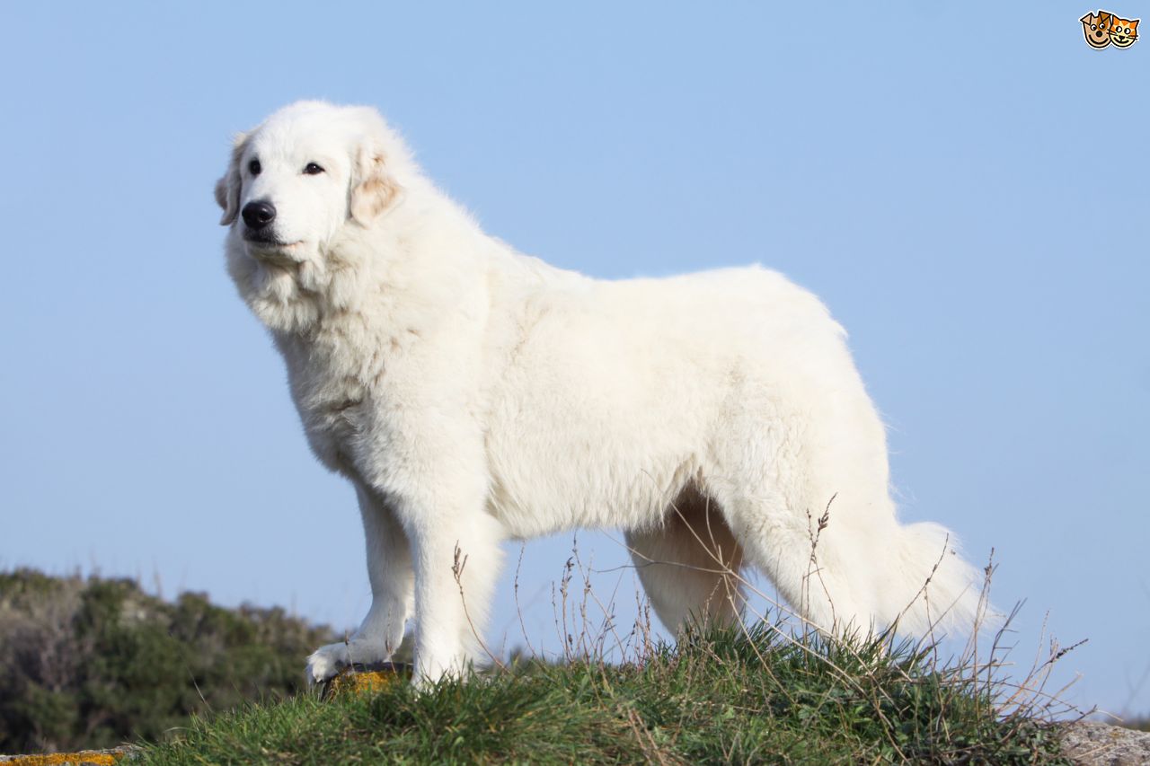 Крупная белая порода собак. Пиренейская Горная овчарка. Пионерская Горная овчарка. Пиренейская овчарка белая. Горно Пиренейская овчарка белая.