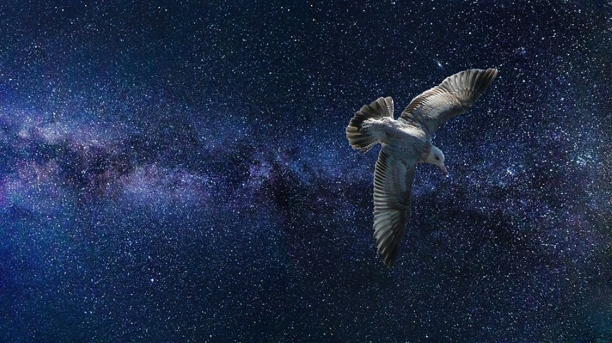 Sky-Bird-Space-Universe-Nature-Stars-Fantasy-2791114.jpg
