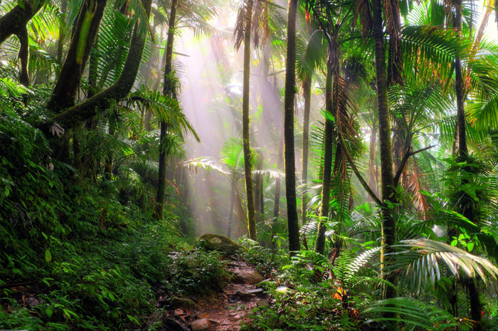 El-Yunque-National-Forest.jpg