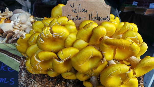 Yellow Oyster Mushroom.jpg