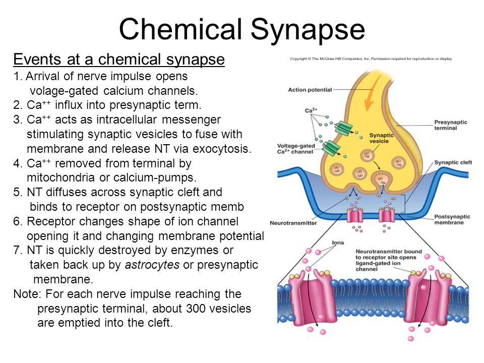 Chemical+Synapse+Events+at+a+chemical+synapse.jpg