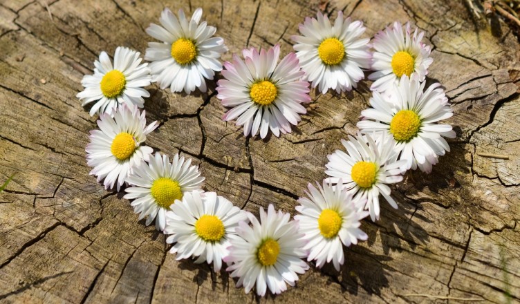 daisy-heart-flowers-flower-heart-752x440.jpg