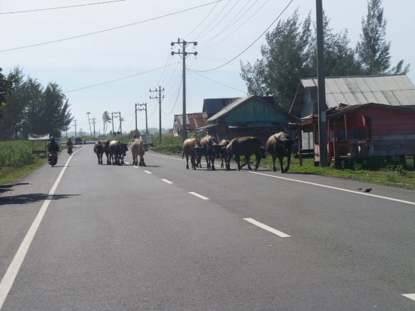 kerbau-ditengah-jalan.jpg