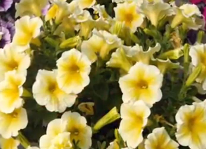 Yellow flowers.png