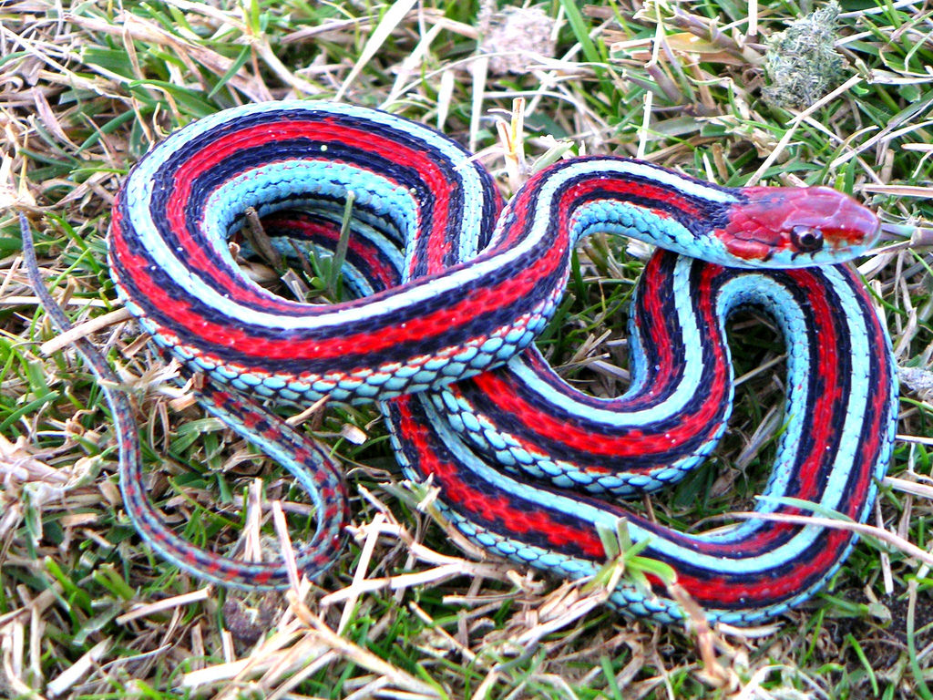 San Francisco Garter Snake.jpg