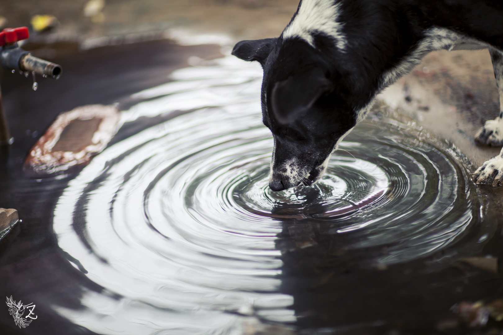 india-dog-1.jpg