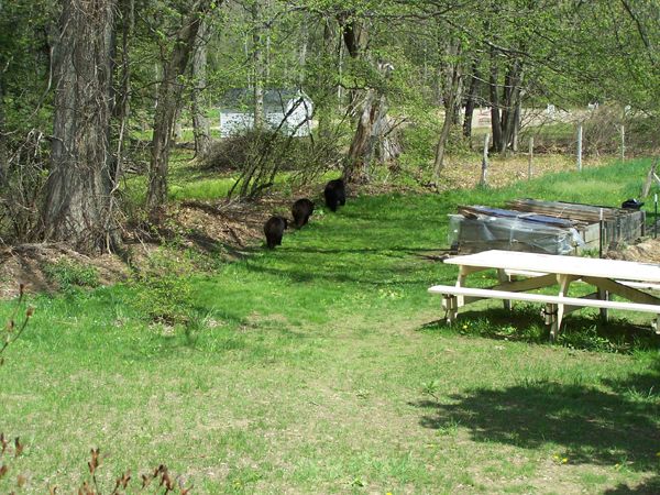 Bear and cubs20 crop May 2018.jpg