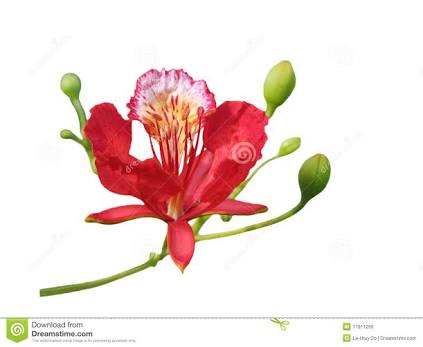 labeled flamboyant flower