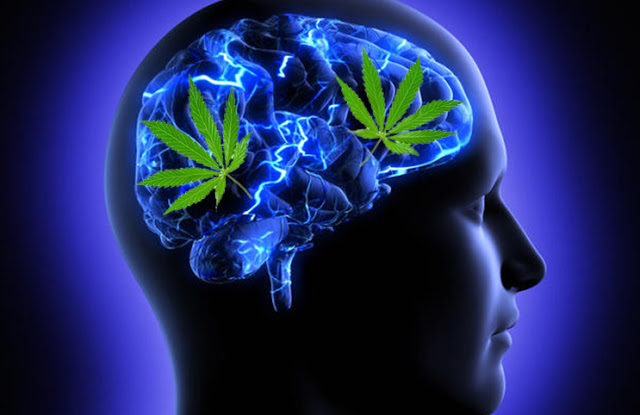 Marijuana Brain.jpg