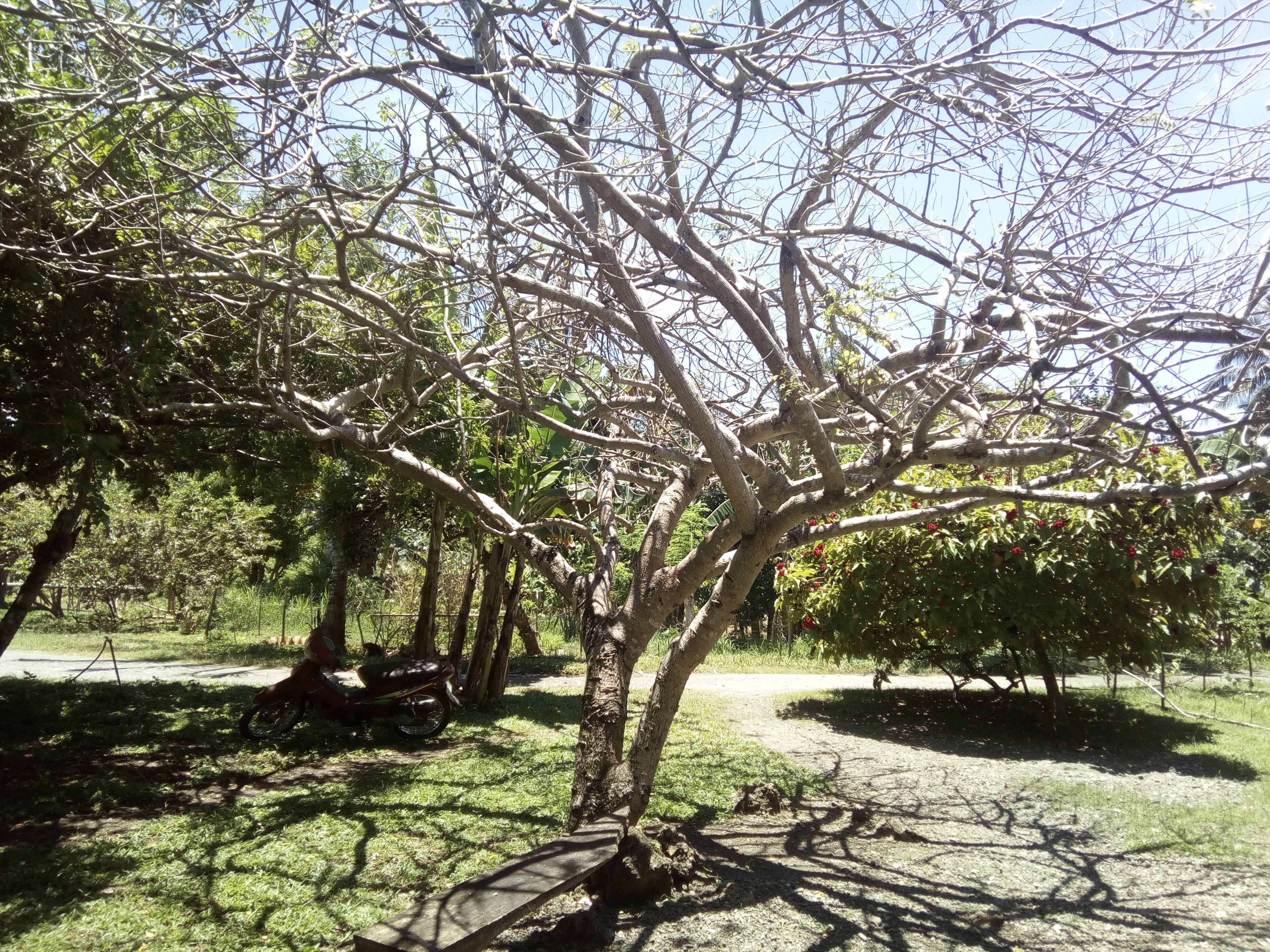 tree2.jpg